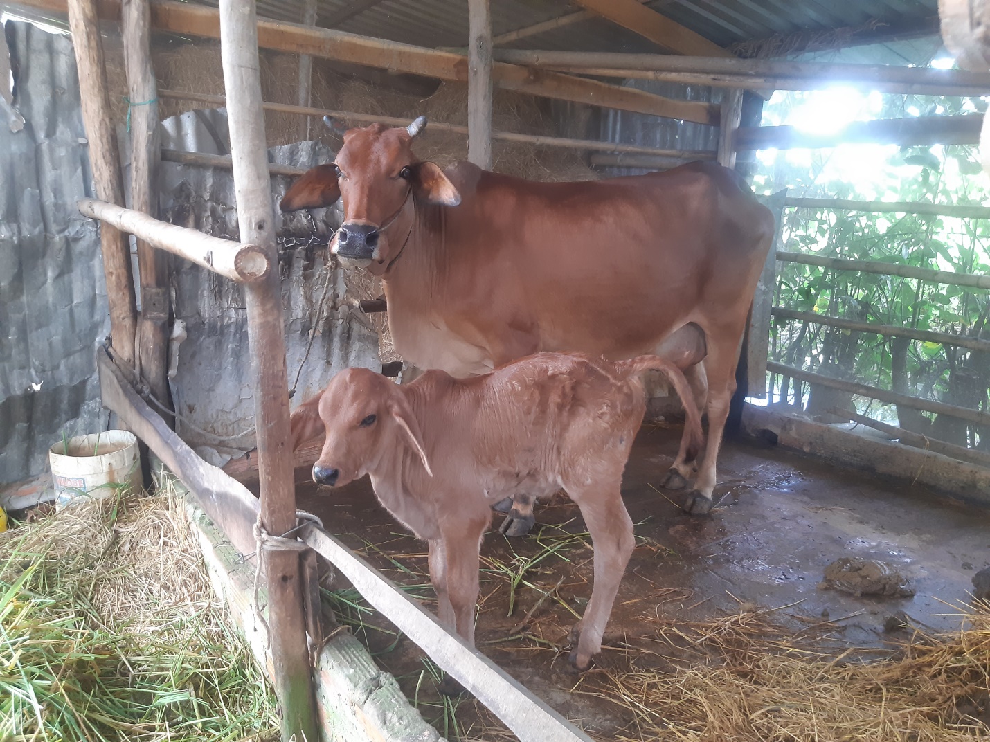 Giồng Riềng: Hiệu quả từ mô hình cải tạo đàn bò địa phương bằng phương pháp thụ tinh nhân tạo