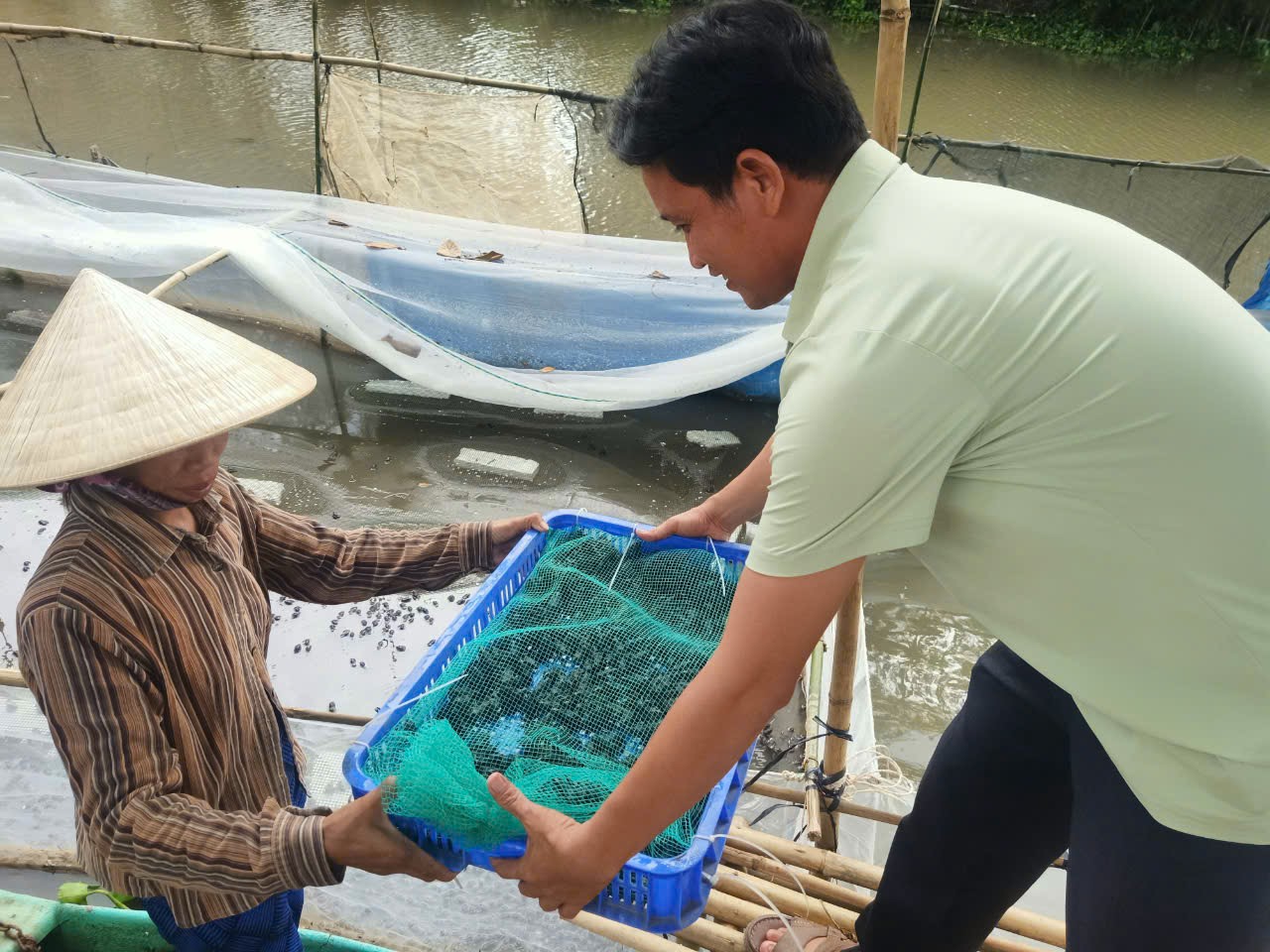 Cán bộ Tổ Kinh tế Kỹ thuật giao ếch giống cho nông dân.