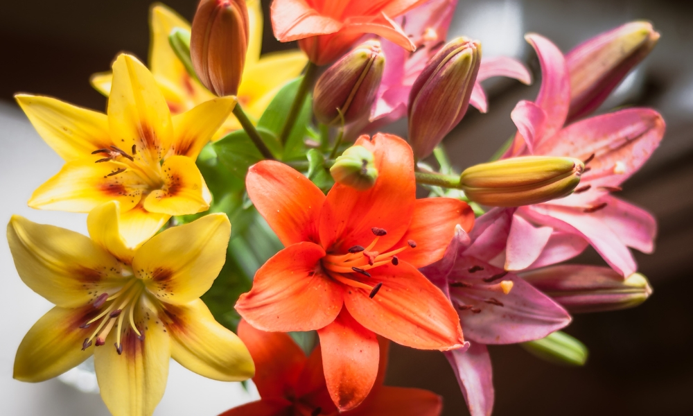 Hoa ly có vẻ đẹp rực rỡ và màu sắc phong phú