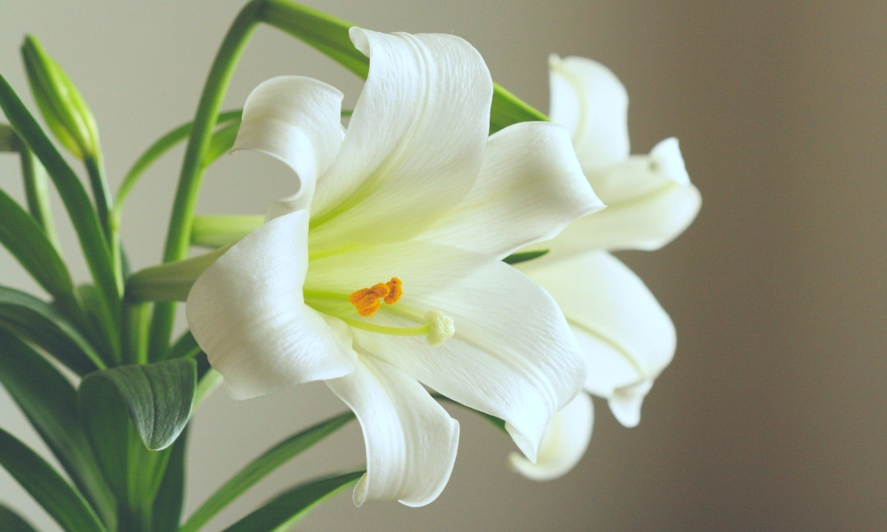 Bông hoa ly có kích thước lớn và hình loa kèn