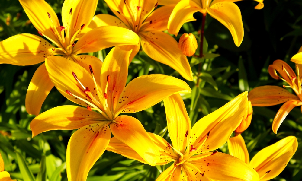 Hoa ly vàng mang ý nghĩa biết ơn và hạnh phúc