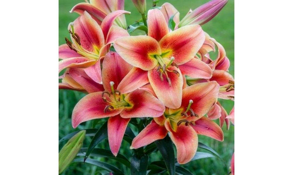 Hoa ly không ưa độ ẩm cao