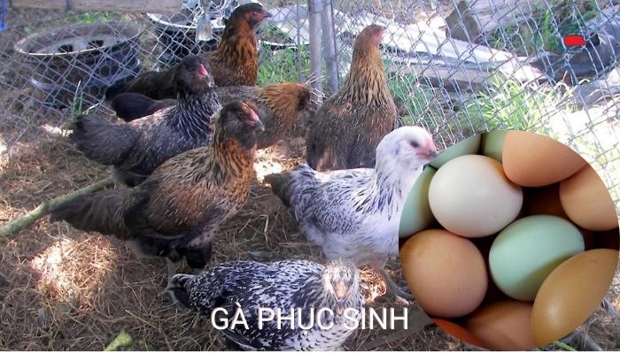 Gà Phục Sinh Easter Eggers