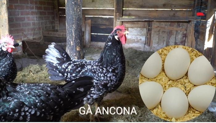 Gà Ancona