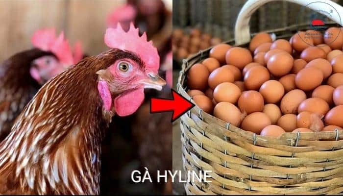 Gà Hyline Brown