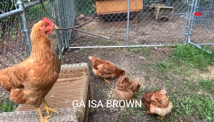 Gà Isa Brown