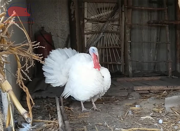 Gà tây Beltsville trắng