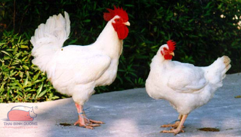 Giống gà Ross 208