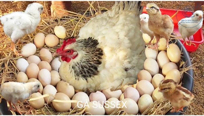 Gà Sussex