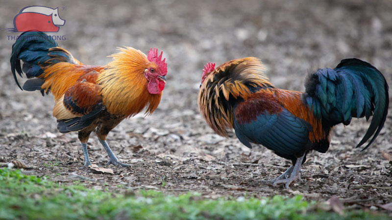 Luyện tập chân cho gà đá