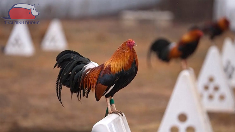 Chuồng nuôi gà đá