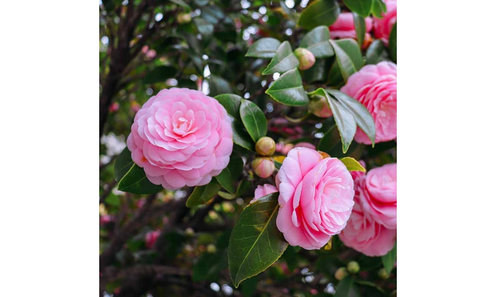 Hoa trà cung đình