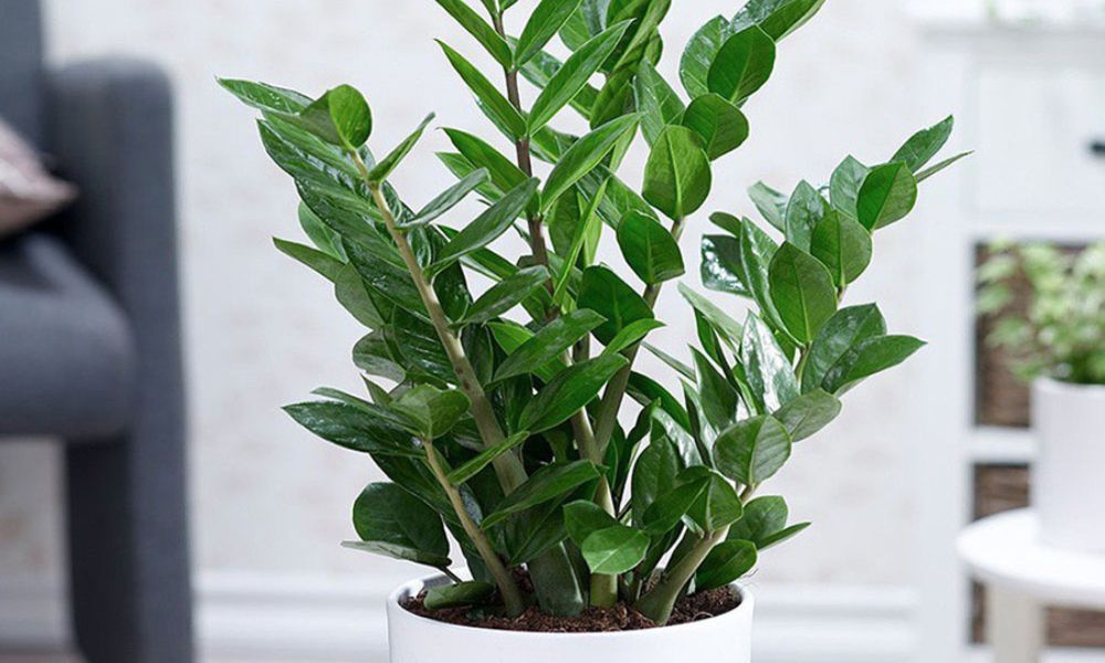 Cây kim tiền là gì