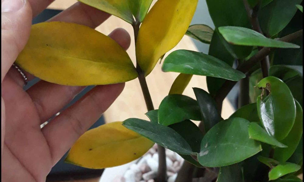 Chăm sóc cây kim tiền