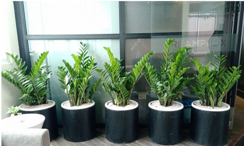 Mua cây kim tiền ở đâu