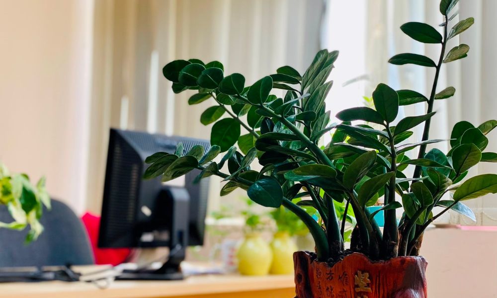 Vị trí đặt cây kim tiền