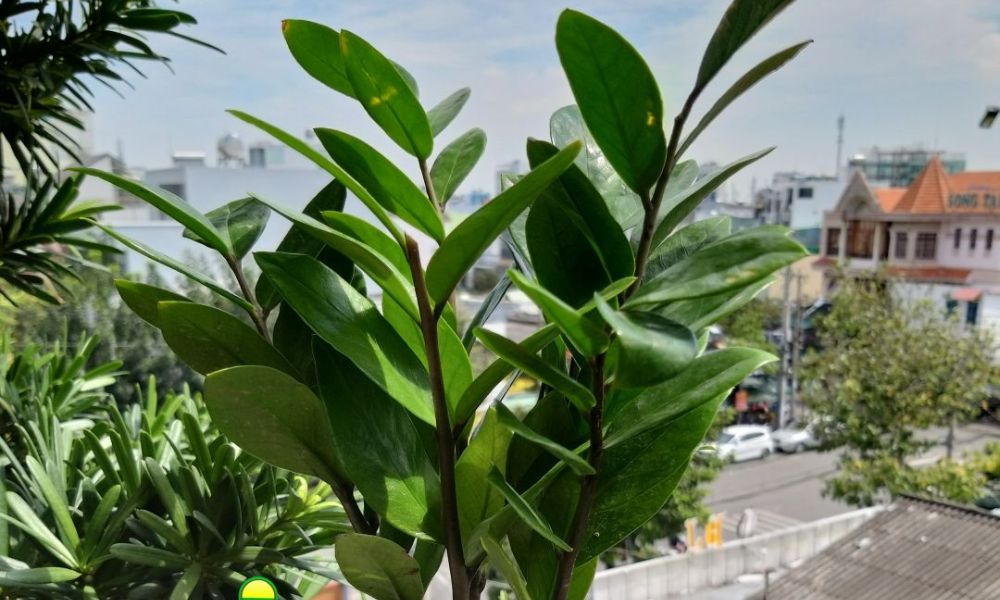 Điều kiện ngoại cảnh cây kim tiền