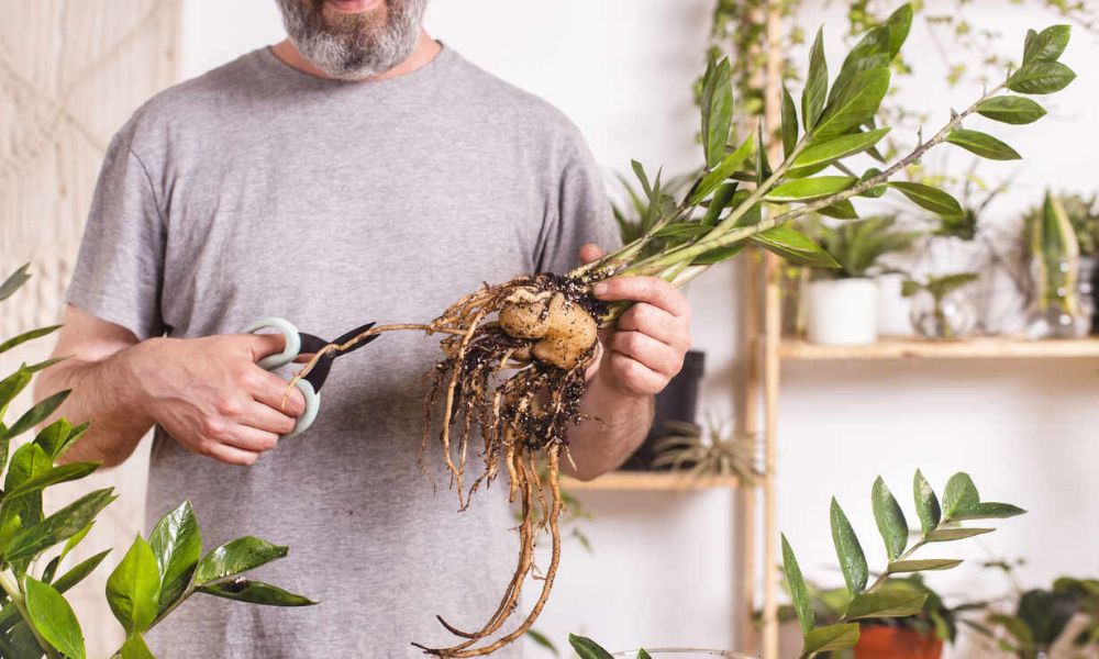 Cây kim tiền giống khỏe mạnh