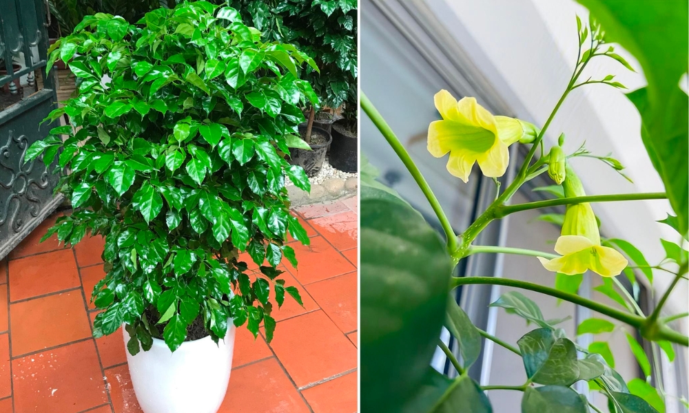 Đặc điểm của cây hạnh phúc