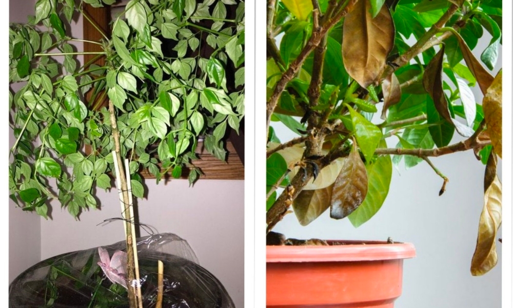 Một số bệnh thường gặp trên cây hạnh phúc