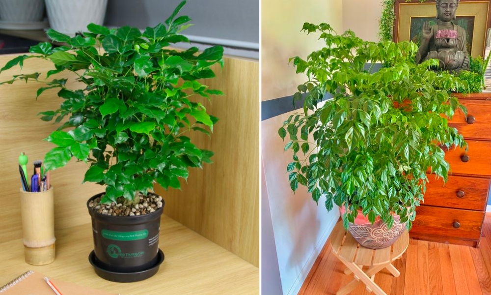 Cây hạnh phúc trang trí trong không gian sống