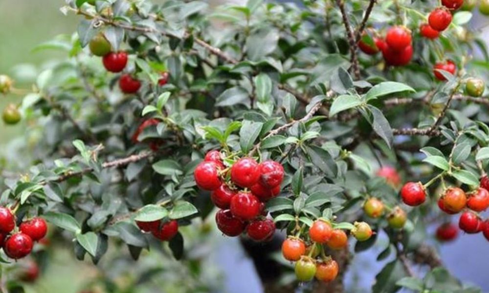 Cây hồng ngọc mai