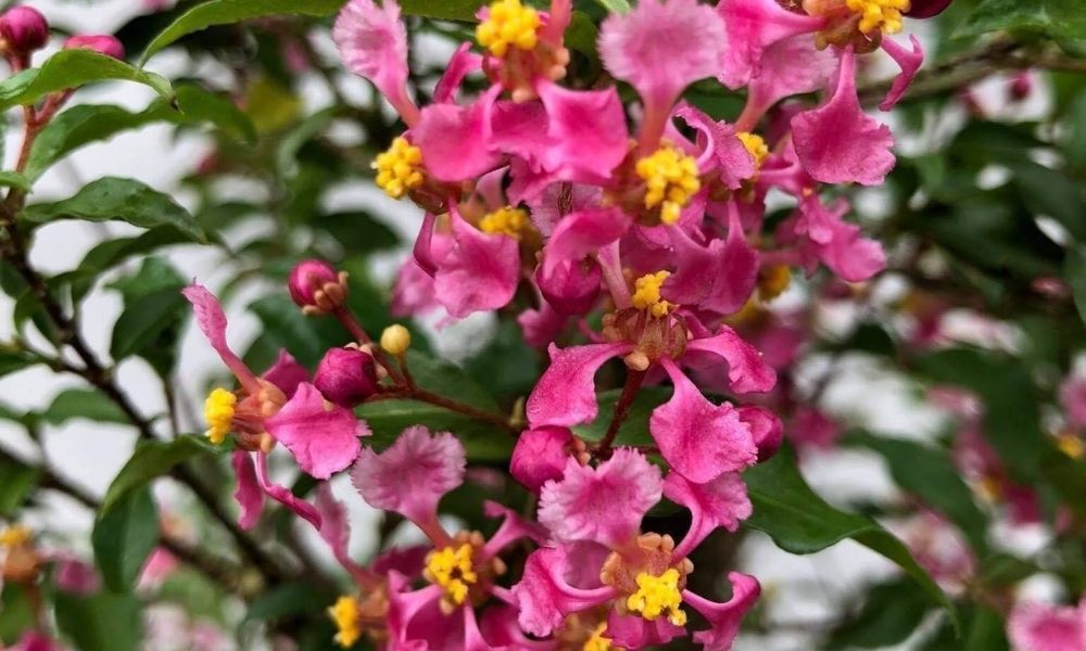 Hồng ngọc mai ra hoa dịp Tết