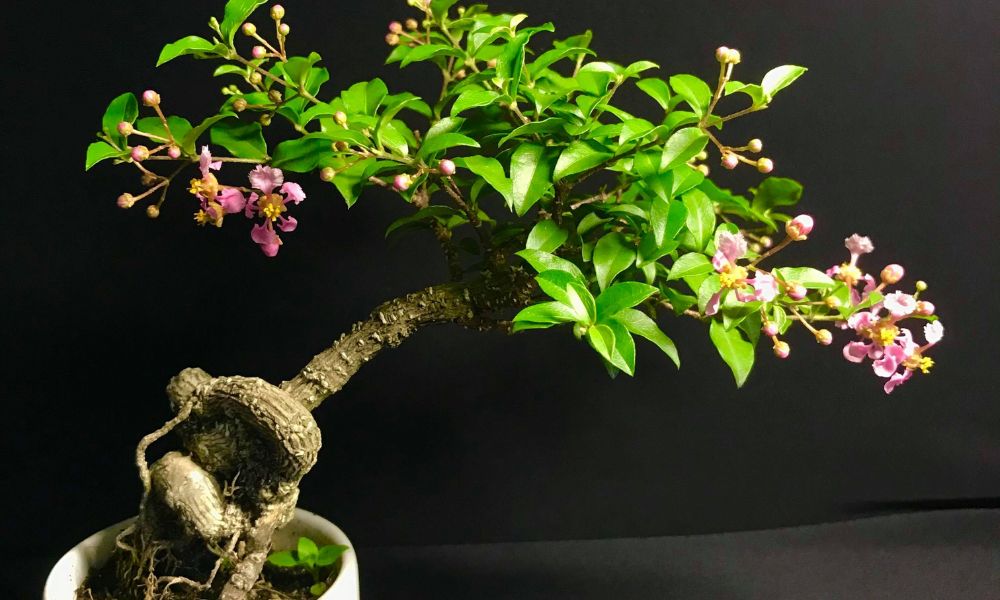 Bonsai hồng ngọc mai
