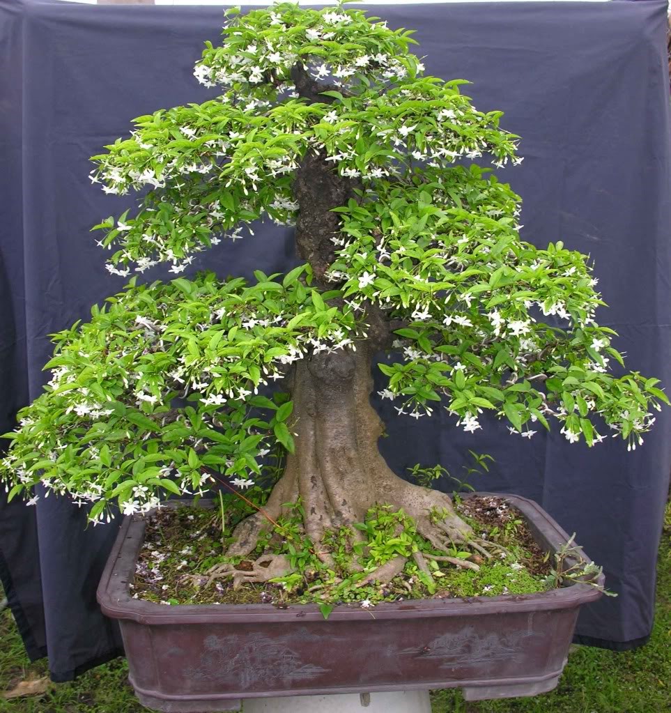 Thân cây mai chiếu thủy