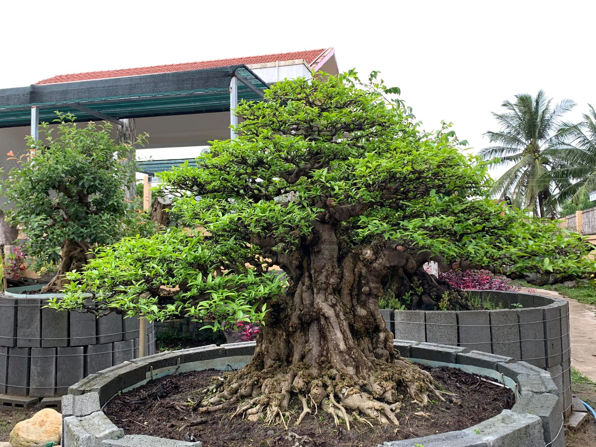 Ý nghĩa phong thủy cây mai chiếu thủy