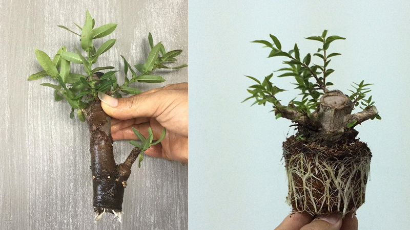 Giâm cành mai chiếu thủy