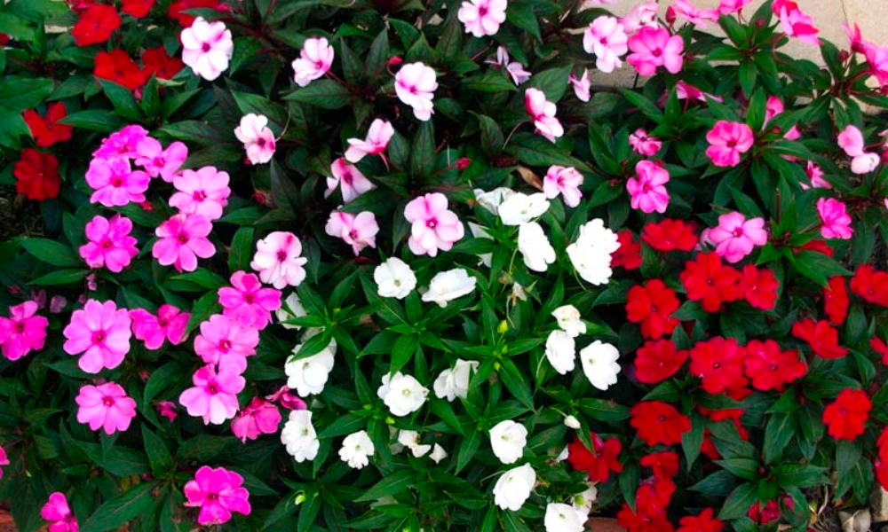 Đặc điểm hoa mai địa thảo