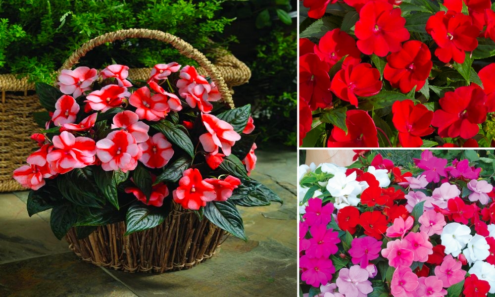 Các loại mai địa thảo