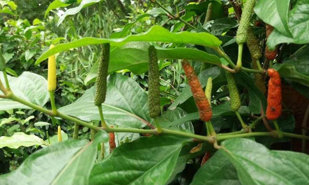 Môi trường sống của cây tiêu lốp