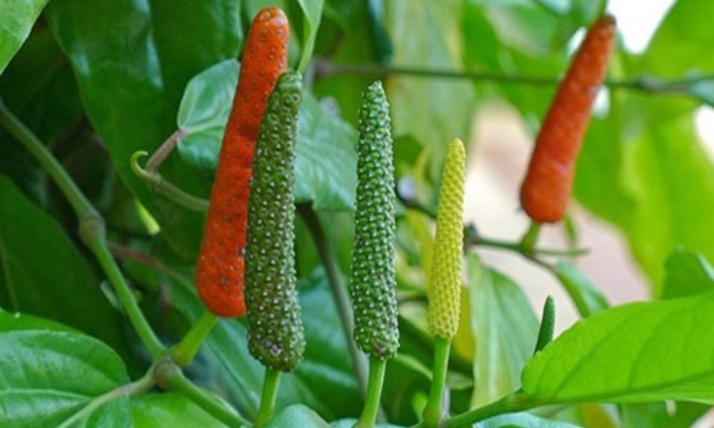 Công dụng cây tiêu lốp