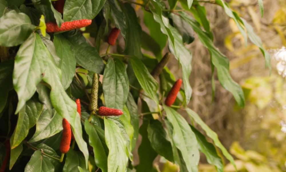 Cách trồng cây tiêu lốp tại nhà