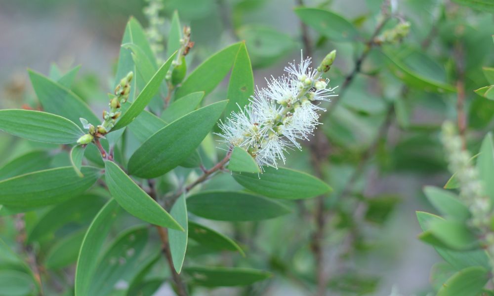 Câu hỏi thường gặp về cây tràm