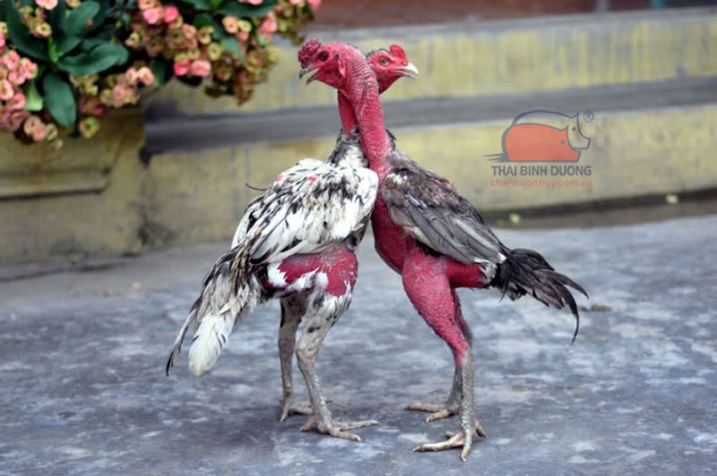 Cách chọn gà chọi đẹp, đá hay