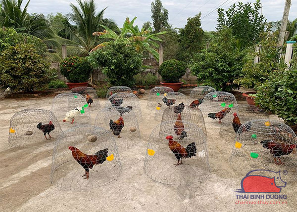 Chuồng gà đá ngoài trời