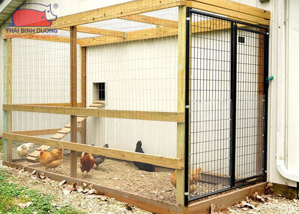 Tiêu chí chuồng gà đẹp