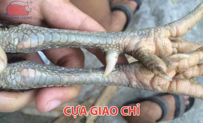 Cựa giao chỉ