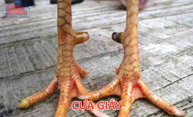 Cựa giầy gà đá