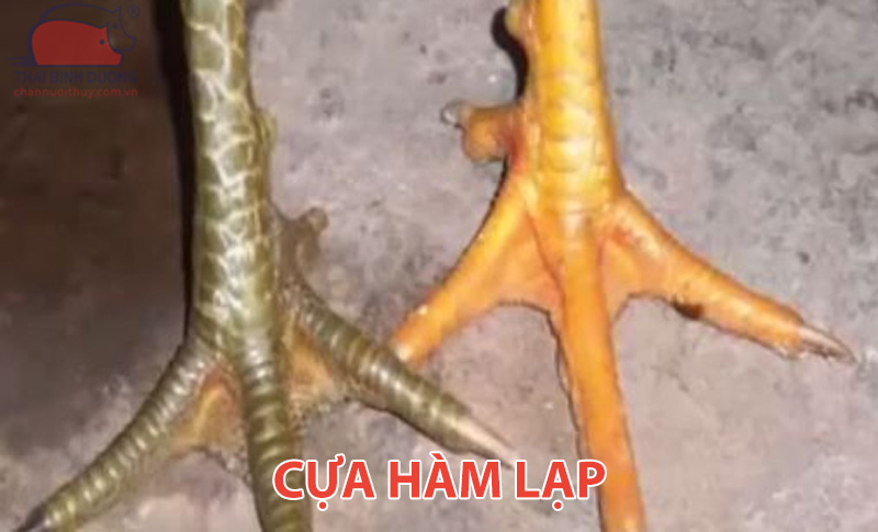 Cựa hàm lạp