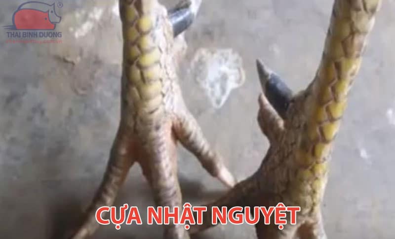 Cựa nhật nguyệt gà chọi