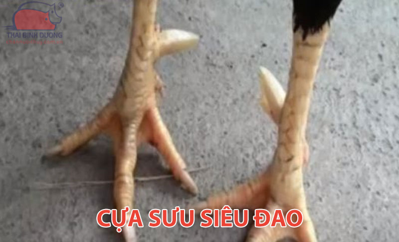 Cựa sưu siêu đao