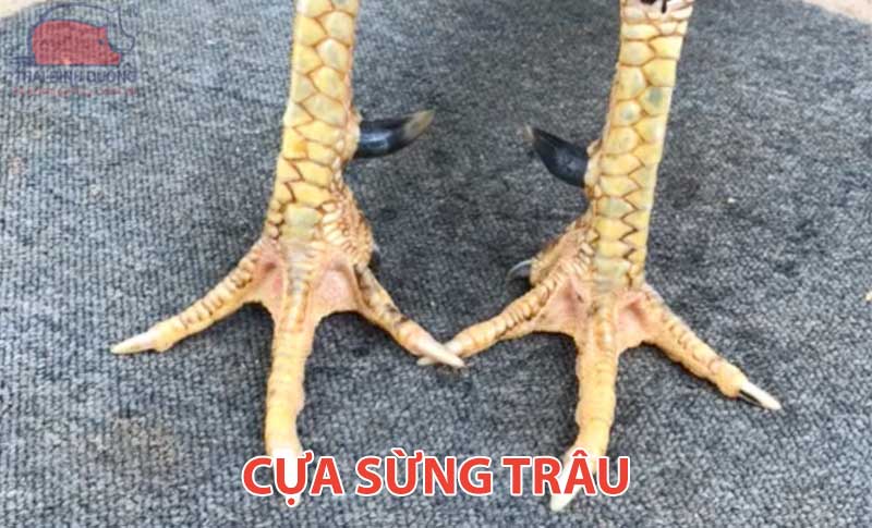 Cựa sừng trâu