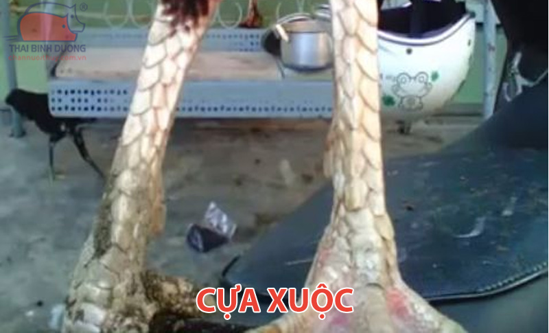 Cựa xuộc gà đá