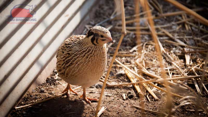 Đặc điểm chim cút