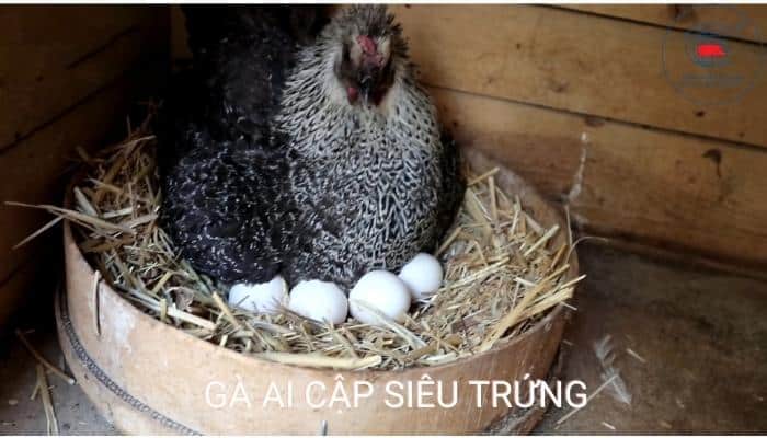 Gà Ai Cập siêu trứng