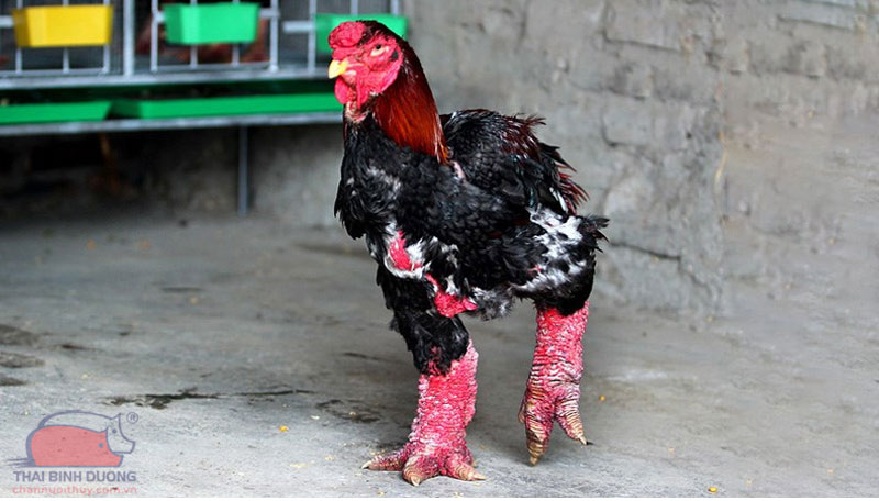 Giống gà Đông Tảo